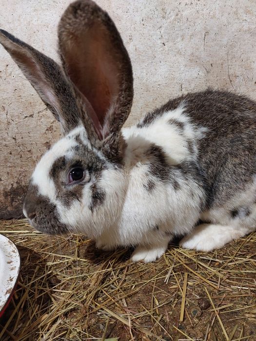Królik belg mieszany ze srokaczem