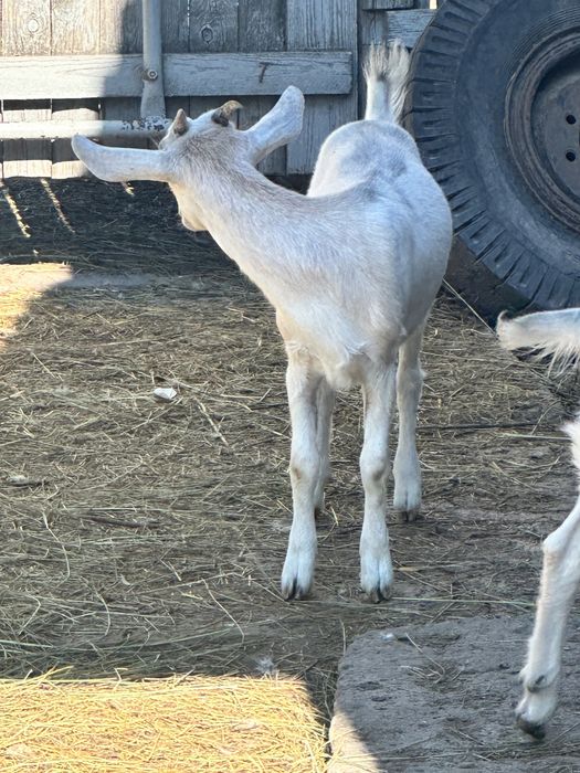 Козлята англонубійська порода ЗАЛИШИЛАСЬ 1 кізка!!!