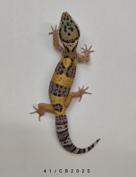 Gekon Lamparci Młode Samiczki Warszawa