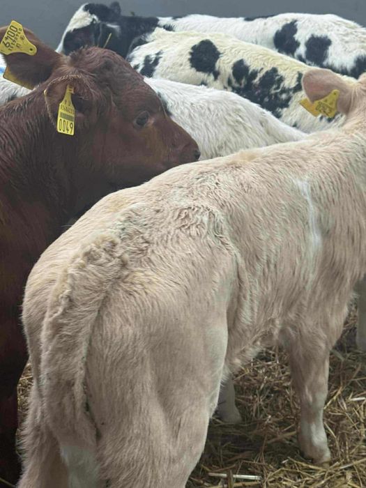 Cielaki odsadki byczki i jałóweczki