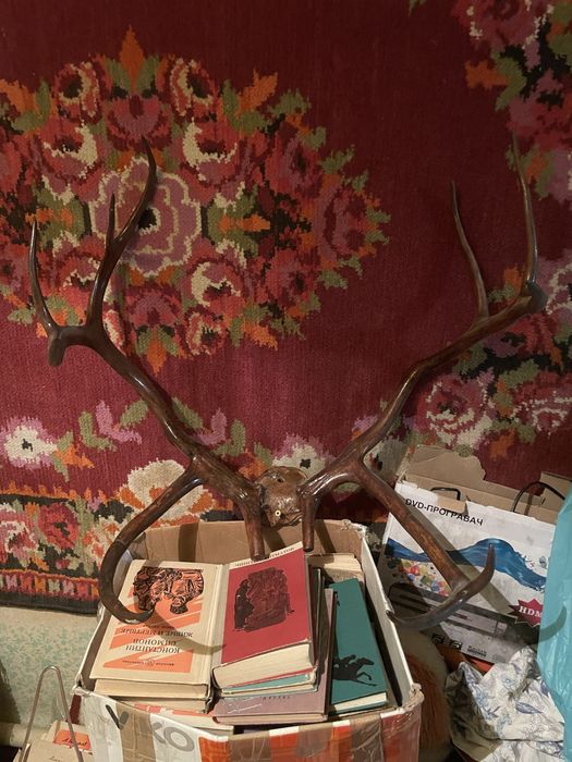 Оленьи рога лакированые