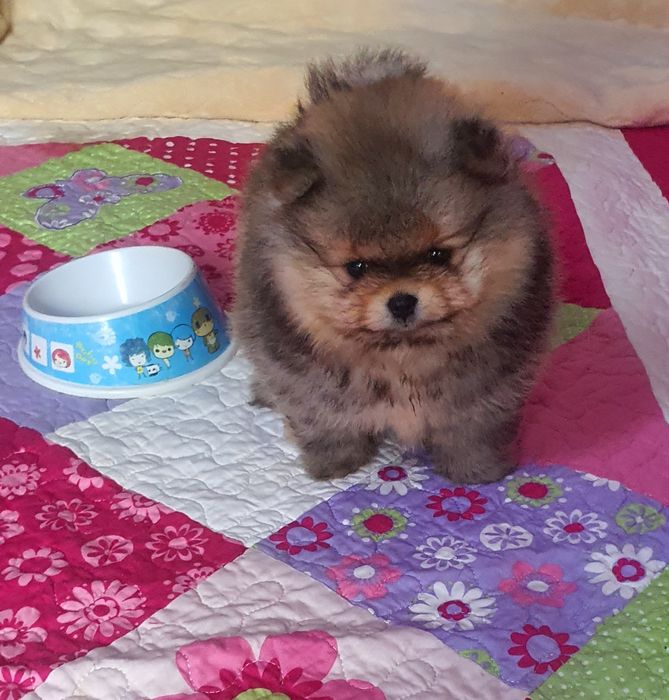 Померанский шпиц девочка!