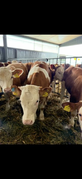 Sprzedaż cieląt różnych ras – bydło mięsne, mieszańce, czarno-białe