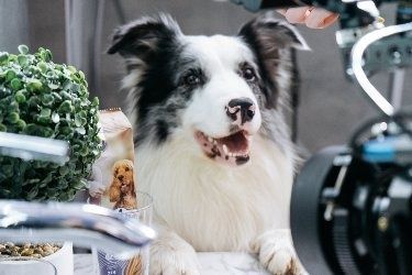 Бордер коллі  собаки