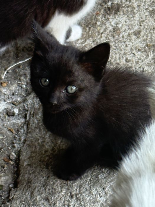 Dou 3 gatinhos, 2 pretinhos e 1 branco e preto