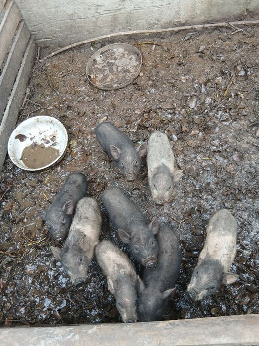 Продам вьетнамских поросят свиней