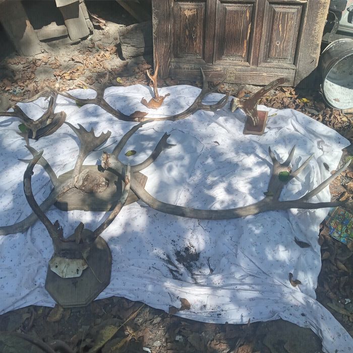 Рога копитных .Олень лось косуля.