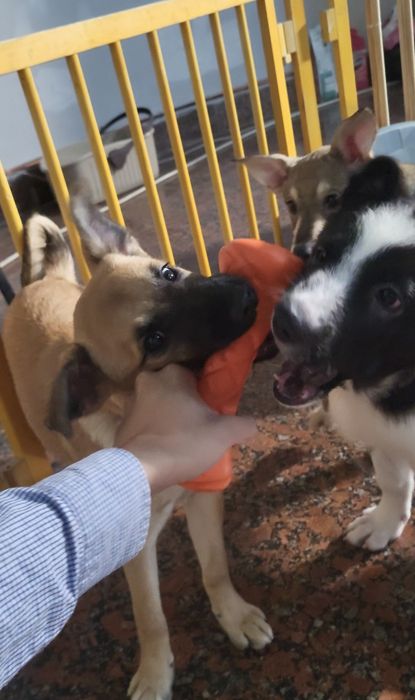 Вигул собак Дресирування Зооняня Кінолог Оболонь Мінська Київ