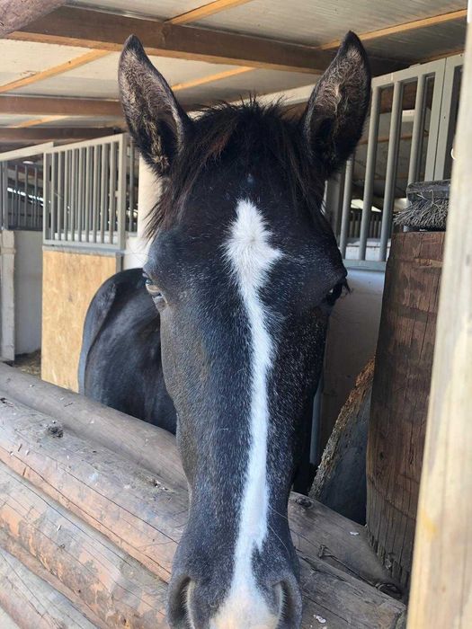 Venda de cavalos ,potros, e burros bem tratados.