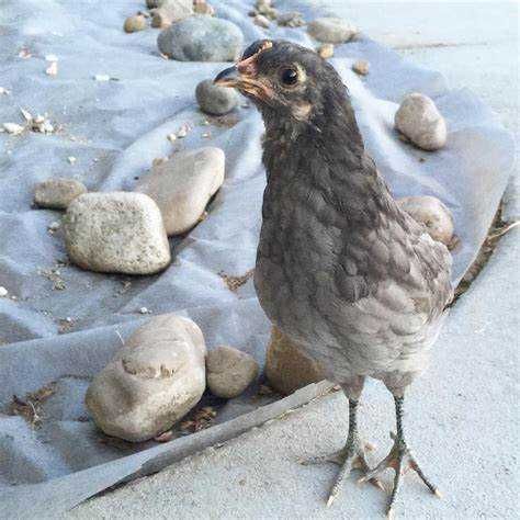 Ovos e pintos de Galinha Australorp Azul