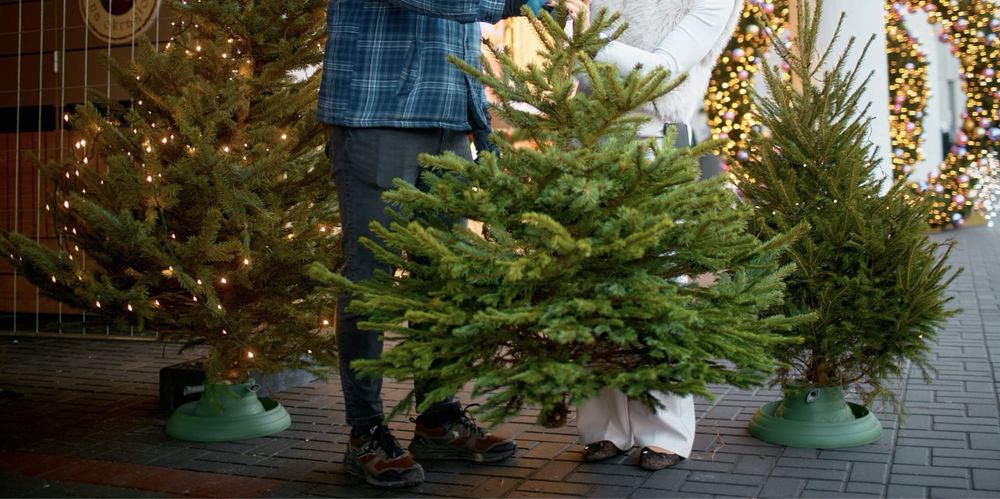 Choinki świerk srebrny i formowany