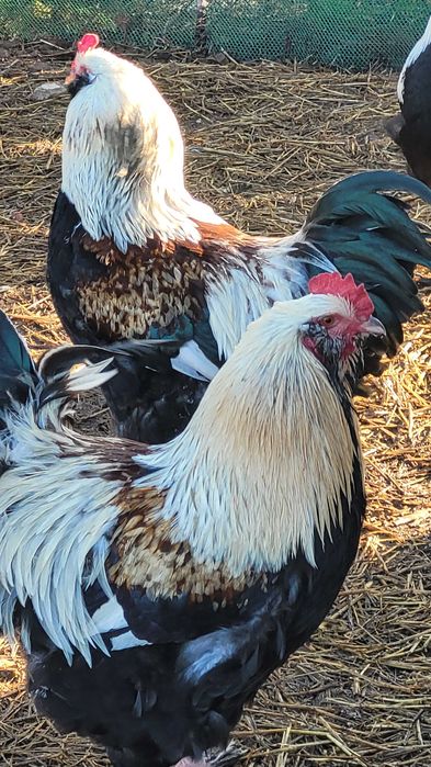 Koguta kochin olbrzymi