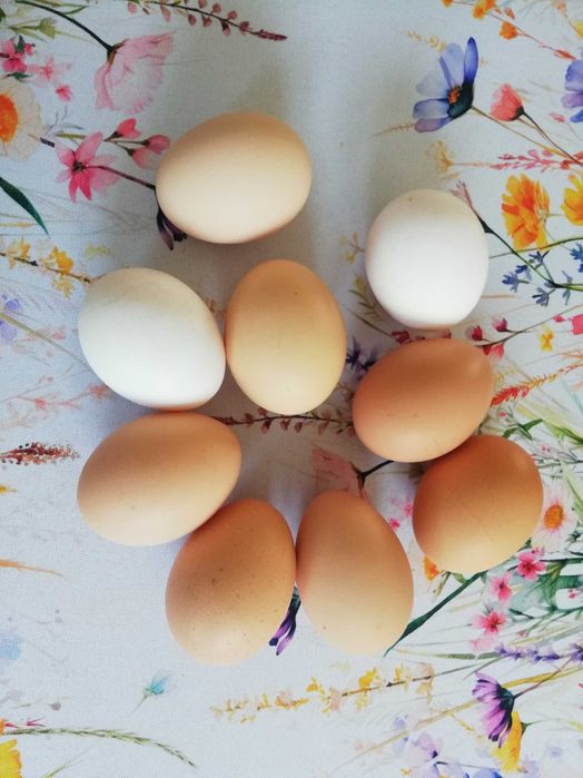 Jaja jajka wiejskie wolny wybieg M L