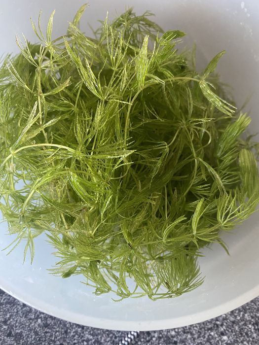 Rogatek roślina akwariowa