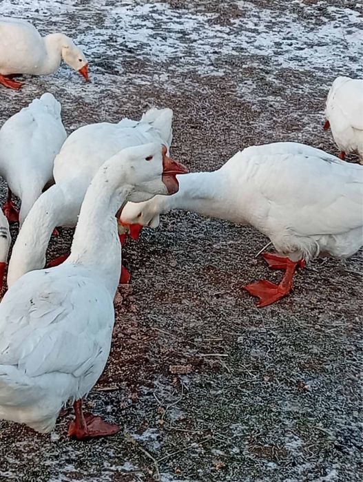 Продаються гуси холмогори