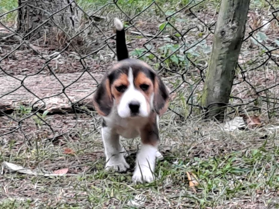 Psy rasowe beagle