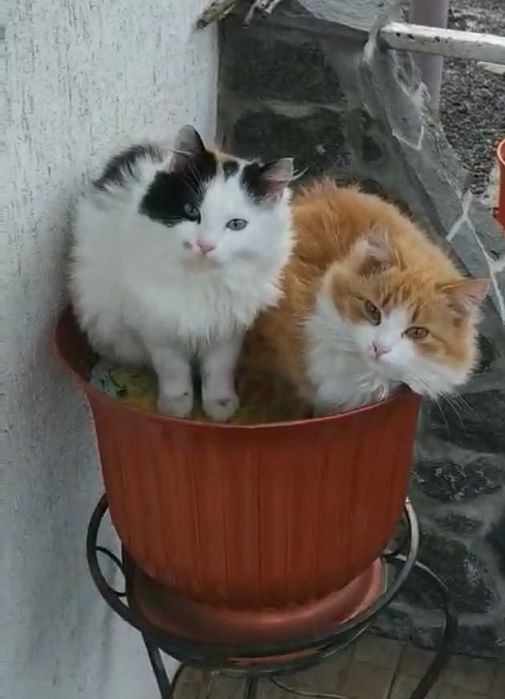 Віддам котиків (Гречани)