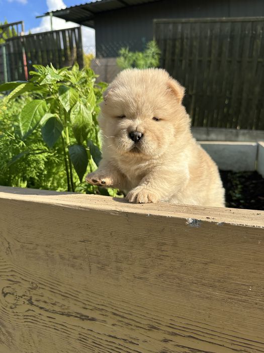 Chow Chow piękna sunia!