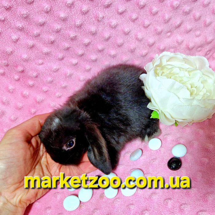 Міні кролик mini lop чорний карликовые кролики,висловухий баранчик