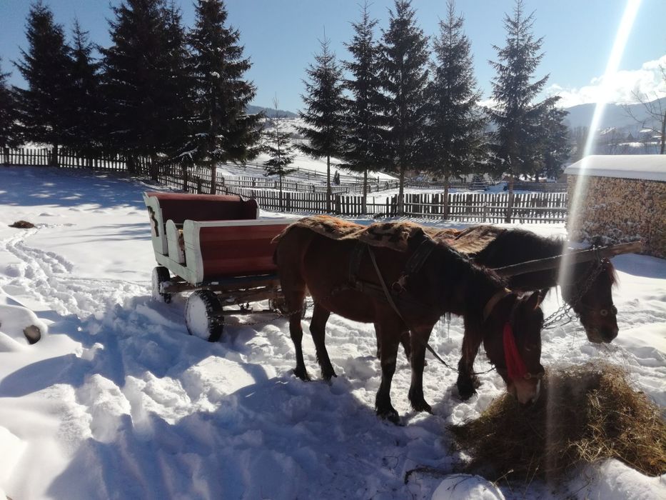 Проживання, відпочинок в Карпатах Буковель Лазещина Говерла