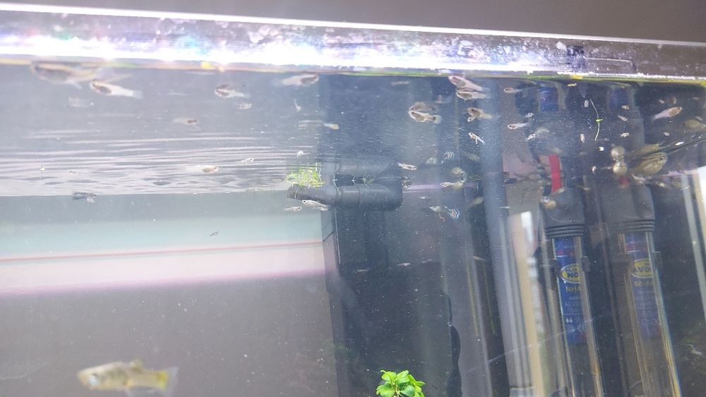 Alevins e juvenis de guppies