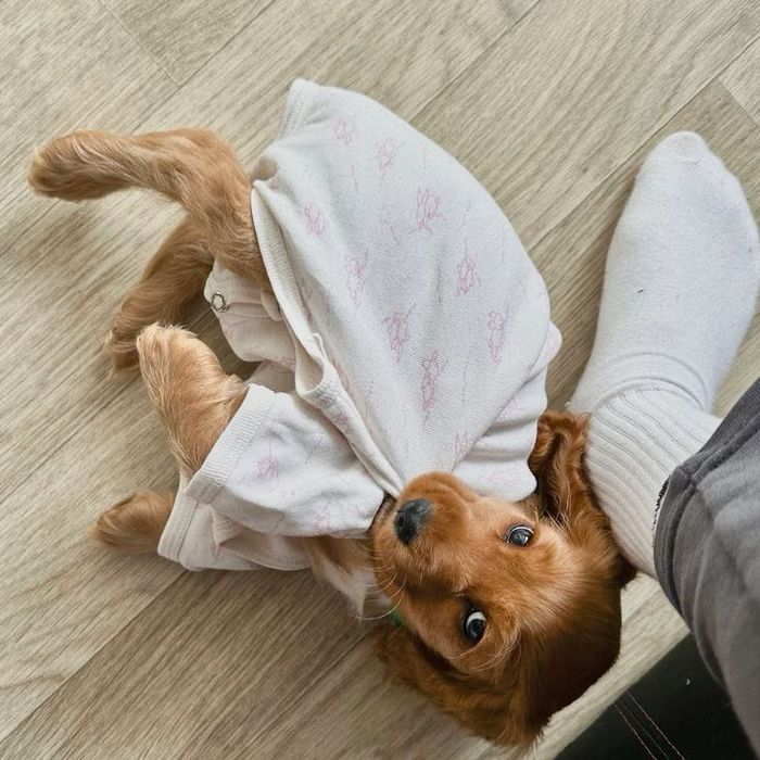 Руді цуцики кокера – активні та грайливі