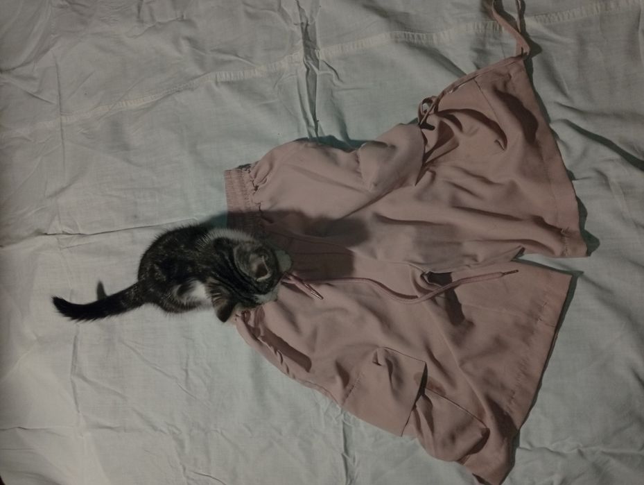 шорты shorts opium represent jaded london pink