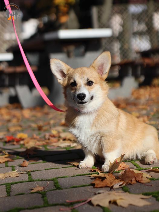 Welsh Corgi Pembroke suczka  ZKwP po pięknych, przebadanych rodzicach