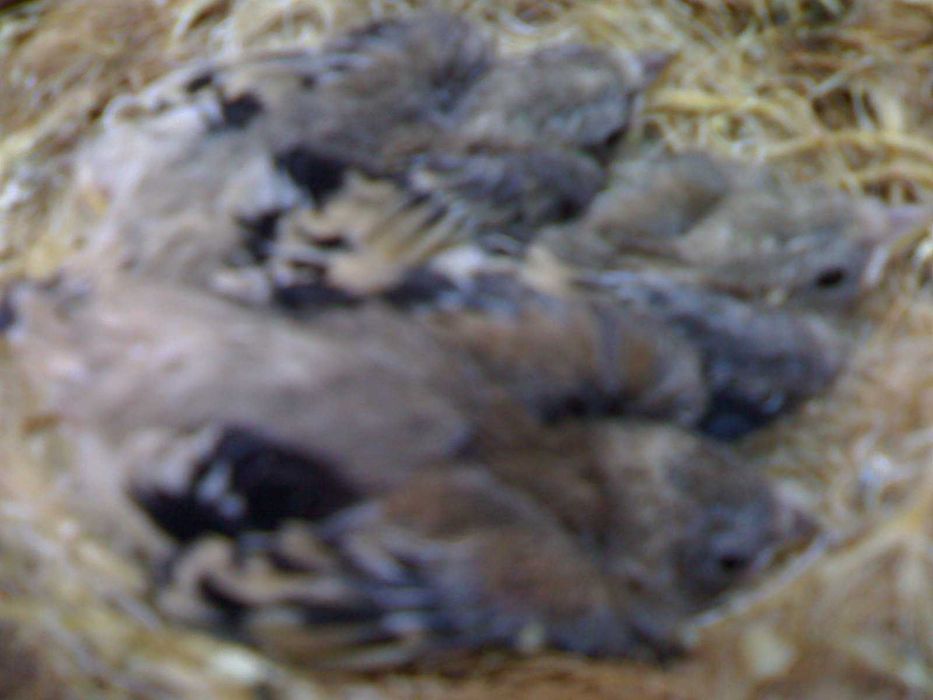 Varias aves de fauna 2025/2026