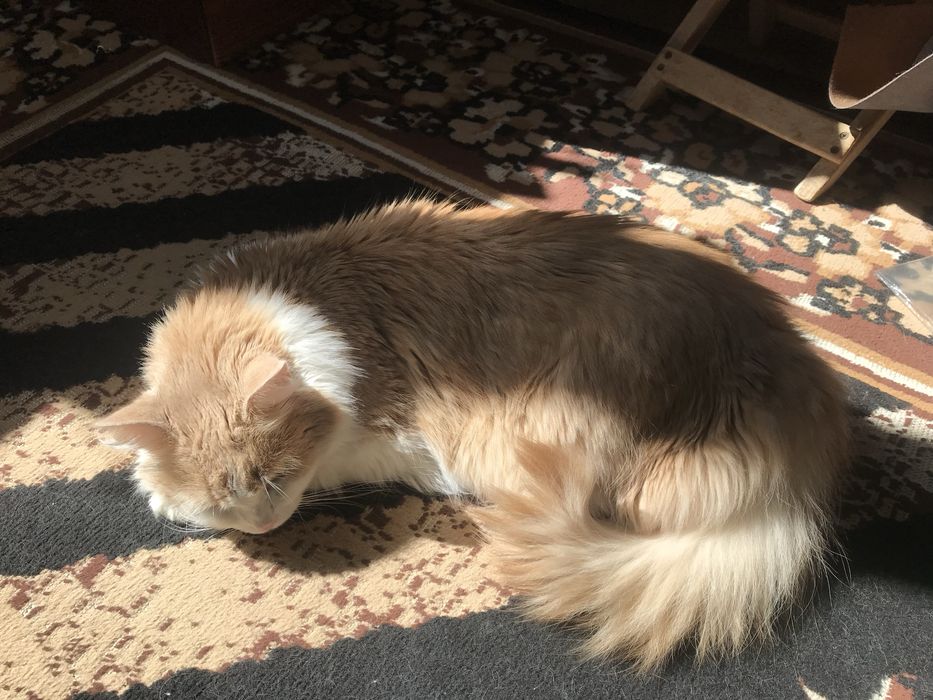 Загубився котик 4 років бежево-білого окрасу