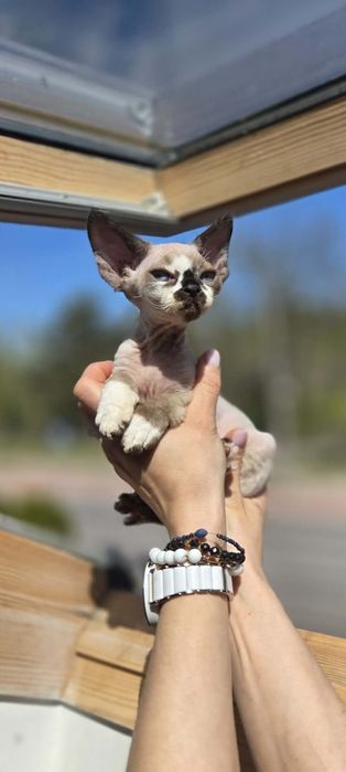 Kocurek Devon Rex do rezerwacji