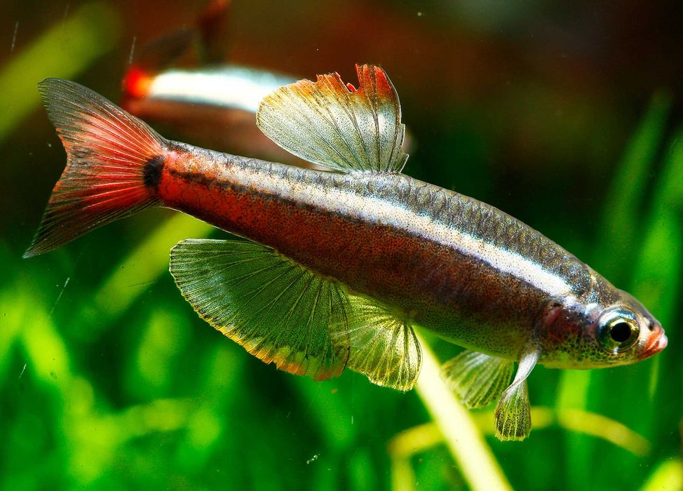 Kardynałek chiński - Tanichthys albonubes - dowozimy, wysyłamy