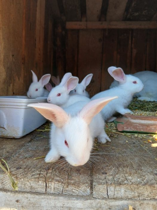 Кролики Термони Молодняк Кролі