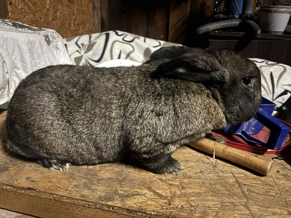 Sprzedam samca krolika