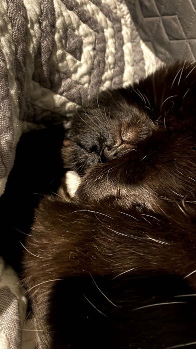 Киця у добрі руки