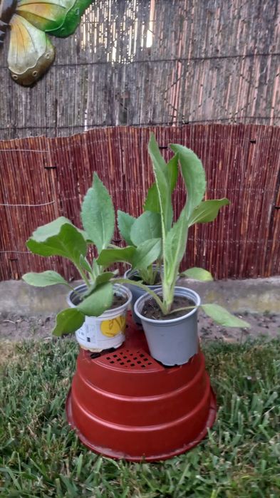 Sadzonki Rudbeki