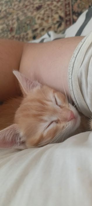 Отдам в добрые руки красивых домашних котят