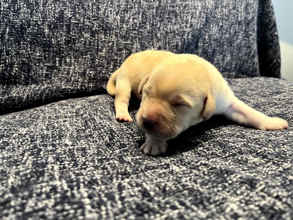 Szczeniak Biszkoptowy Labrador Retriever - pies