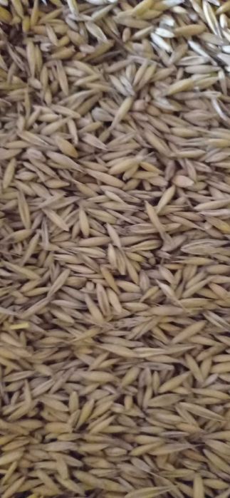 Owies , ładny gruby , dla koni , dla bydła , dla wszystkich