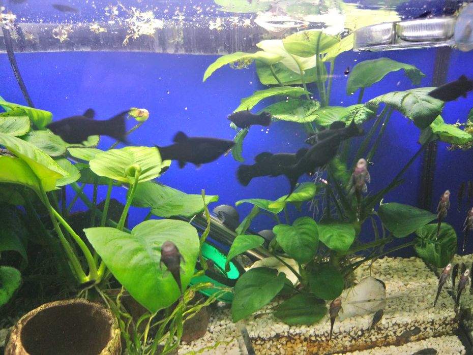 Molinezje rybki młode