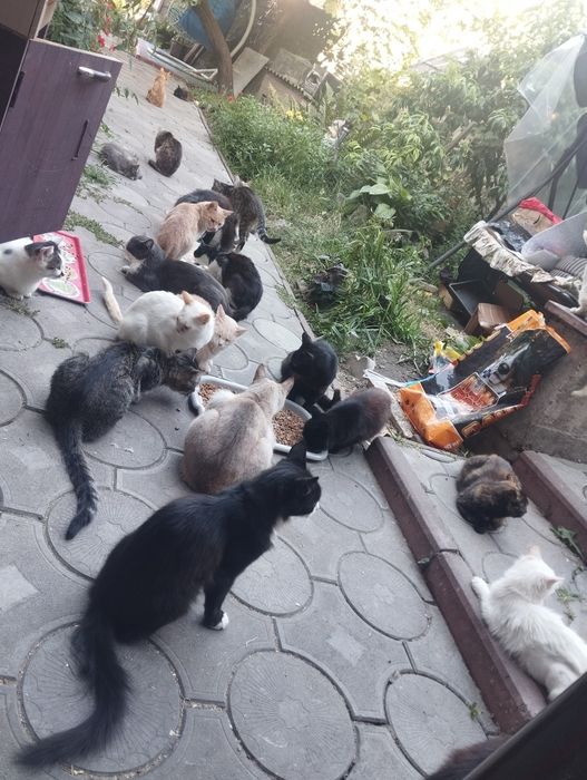 Прийму в дар для притулку з котиками .