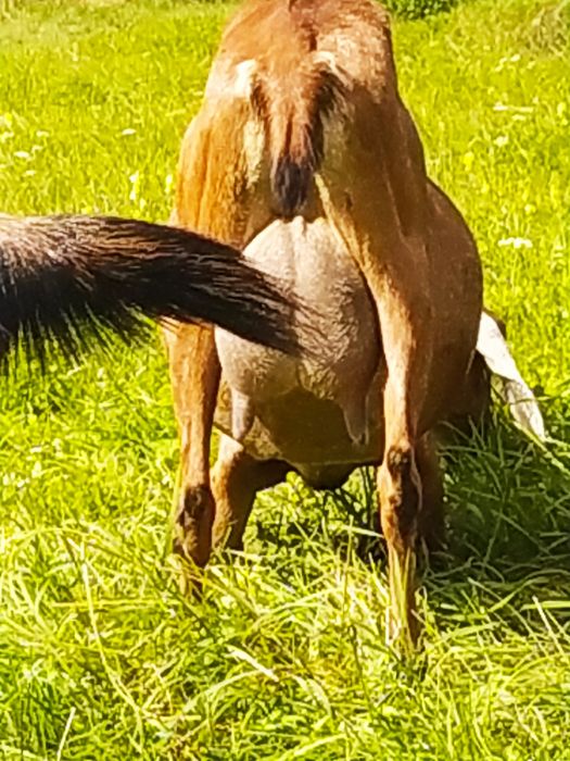 Продам англо-нубійські козенята,вік.1 міс
