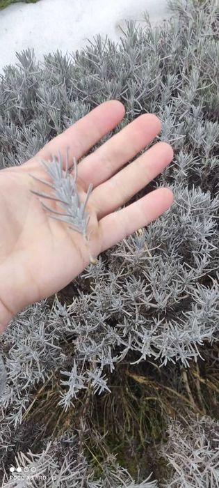 Живці лаванди (свіжий зріз) для вкорінення — Власний сад