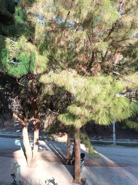 Встречаем Новый Год в сосновом лесу рядом с пляжем Инжекум в  Алании