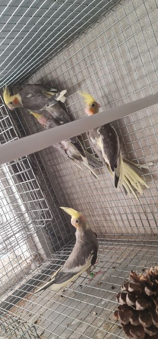 Agapornis e Caturras 2026