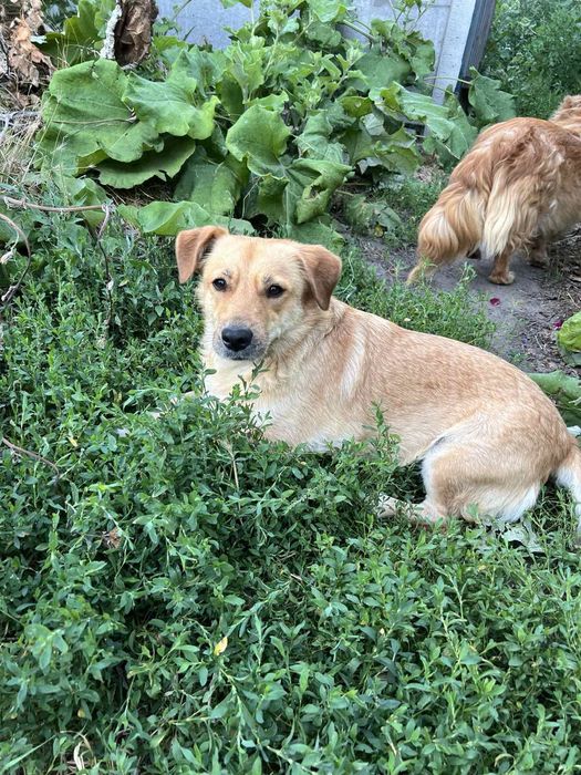 Отдам в хорошие руки