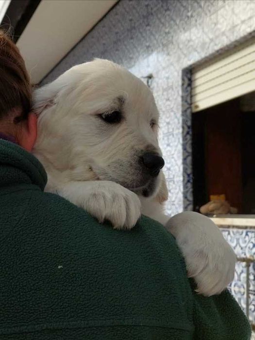 Golden retriever com lop e afixo