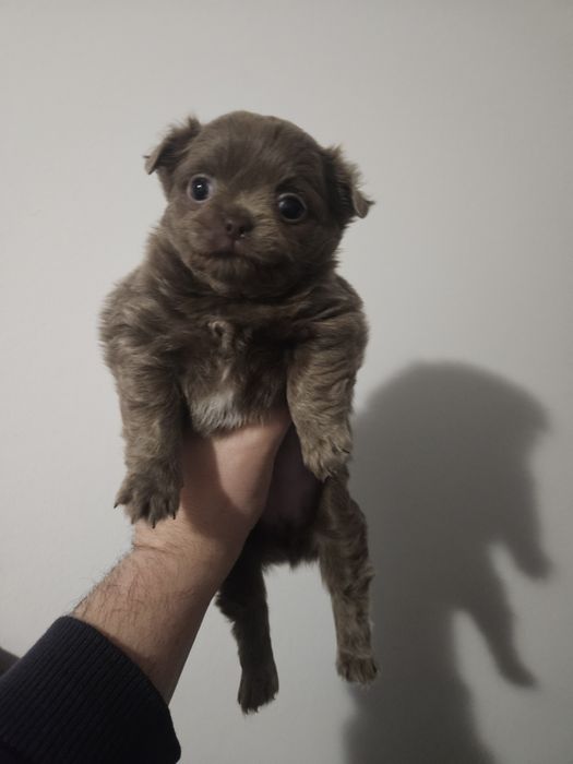 Chihuahua femea  creme  pelo comprido com lop e afixo