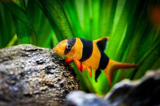Bocja wspaniała - 6-7 cm - Sklep Zoologiczny ALTUM