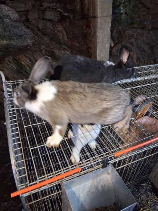 Vendo coelhos de ninhada nova